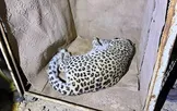 محیط‌زیست سمنان: زنده‌گیری پلنگ سرگردان در شهمیرزاد/ حیوان در وضعیت خوبی قرار دارد