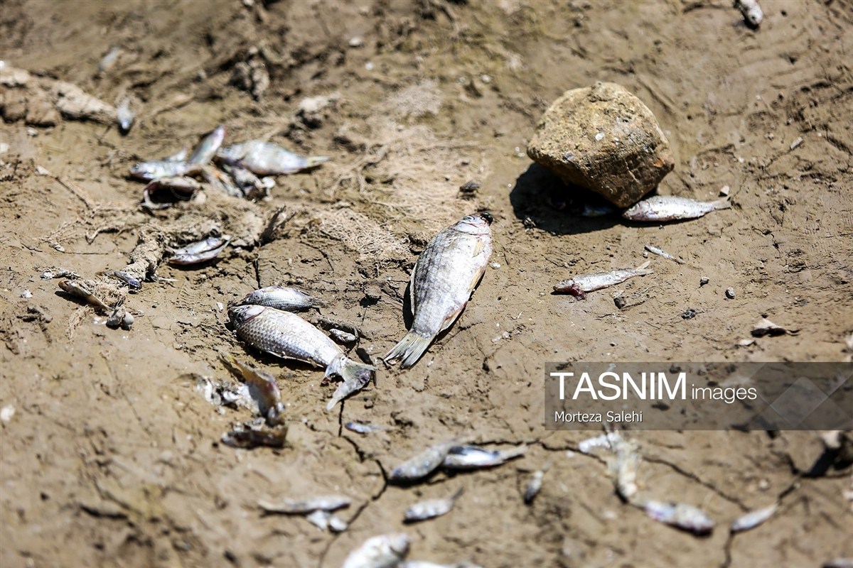 تصاویر: خشکی زاینده رود خطری برای محیط زیست